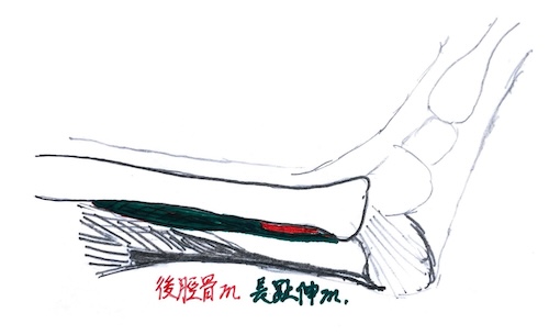 三陰交（解剖図）